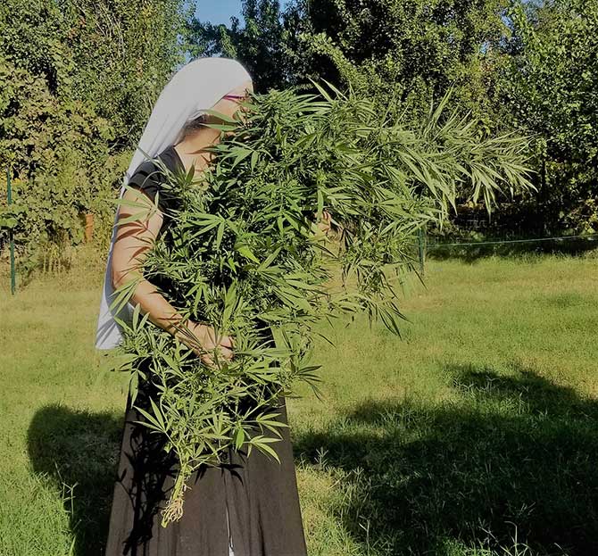 Sister Carries a Cannabis Plant