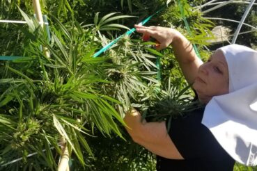 sister and cannabis plant