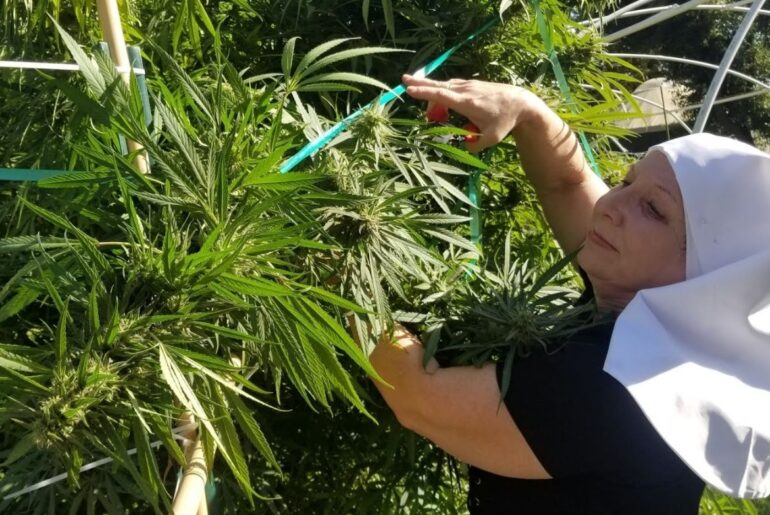 sister and cannabis plant