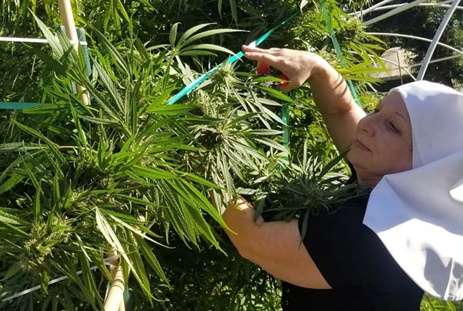 sister and cannabis plant