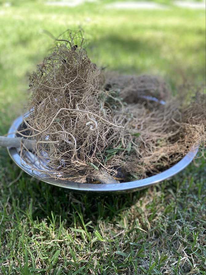 hemp roots in a bowl