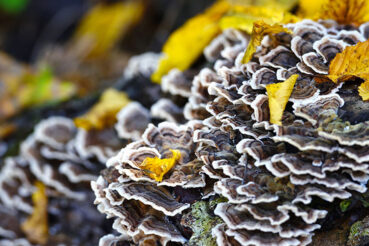 The Powerful Healing Properties of Turkey Tail Mushrooms featured image