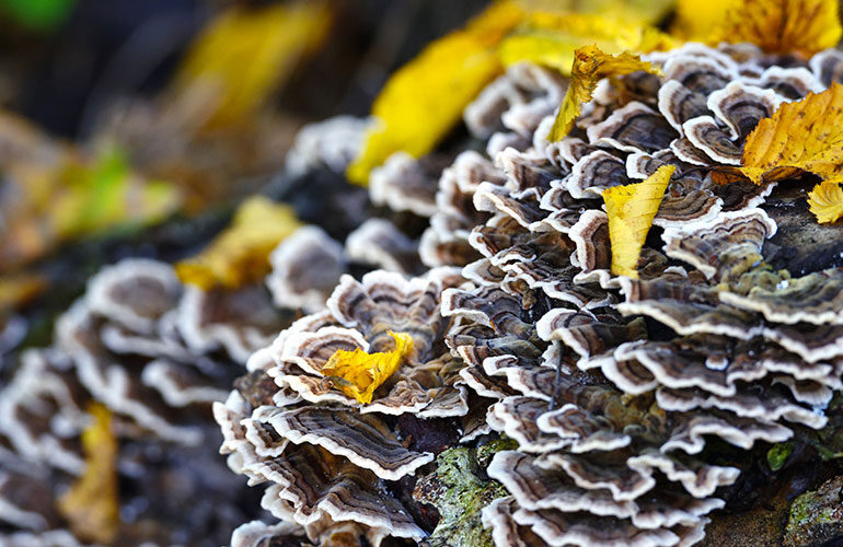 The Powerful Healing Properties of Turkey Tail Mushrooms featured image