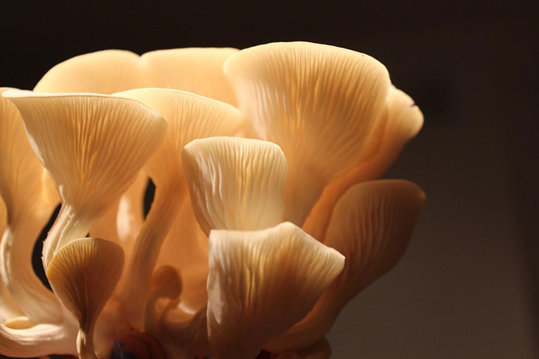 8-Reasons-to-Grow-Your-Own-Mushrooms 