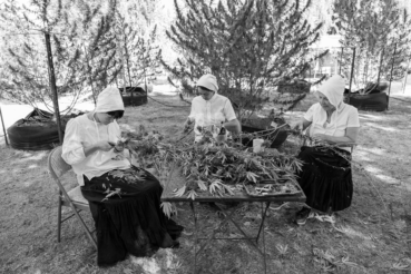 sisters doing canabis harvest